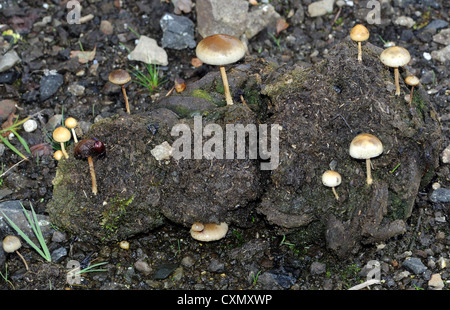 Kleine Pilze, Prbably Dung Roundhead (Träuschling Semiglobata), wächst auf faulenden Kuhmist. Ulva Fähre Stockfoto