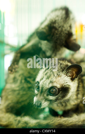 Civet Katzen gefangen im Käfig, ein wildes Tier in Asien Land. Stockfoto