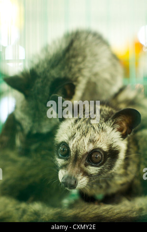 Civet Katzen gefangen im Käfig, ein wildes Tier in Asien Land. Stockfoto