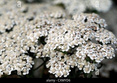 Achillea Millefolium Schafgarbe weiße Blumen Flowerhead Blüte Blume Spray Closeup selektiven Fokus Pflanze Porträts Stauden Stockfoto