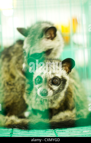Civet Katzen gefangen im Käfig, ein wildes Tier in Asien Land. Stockfoto