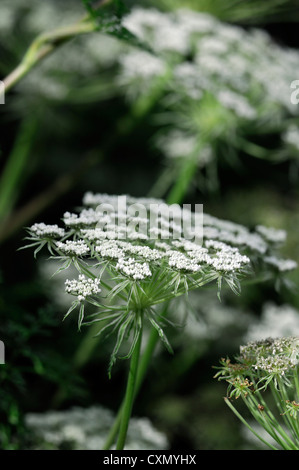 Angelica selektiven Fokus weiße Doldengewächse Blumen Blüten Pflanzen Porträts Blüte Blüte Stockfoto