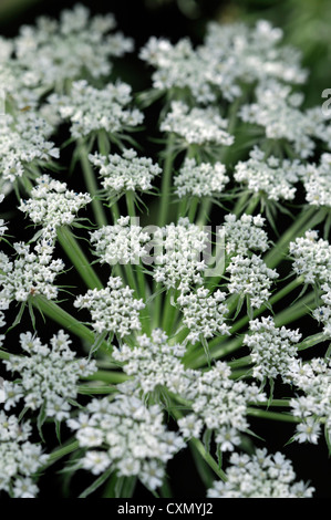 Angelica selektiven Fokus weiße Doldengewächse Blumen Blüten Pflanzen Porträts Blüte Blüte Stockfoto
