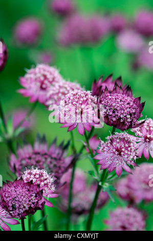 Astrantia große Hadspen Blood Masterworts Sommer Closeup Tiefenschärfe rote Stauden dunkel rosa Blüten Blütenblätter Pflanzenportraits Stockfoto