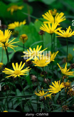 Buphthalmum Salicifolium Alpengold Ochsen-Auge Willowleaf Pflanzenportraits gelbe Blumen Blüte Blüten mehrjährige Stauden Stockfoto