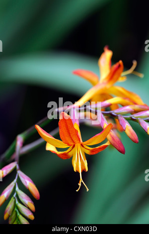 Crocosmia X crocosmioides Vulcan orange rot Montbretia Blume Blumen Blüte mehrjährige Bulb Knolle Knollen Stockfoto