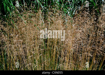 Deschampsia Cespitosa Goldtau hohe Gräser Gräser Zierpflanze Porträts, die orange braune Laub im Herbst herbstliche Herbstlaub Stockfoto