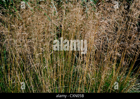 Deschampsia Cespitosa Goldtau hohe Gräser Gräser Zierpflanze Porträts, die orange braune Laub im Herbst herbstliche Herbstlaub Stockfoto