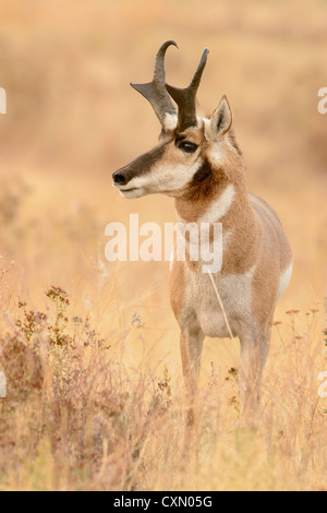 Schnauben Gabelbock Buck während der Paarung Brunft, Western Montana Stockfoto