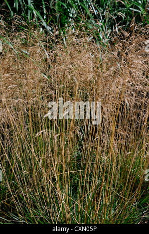 Deschampsia Cespitosa Goldtau hohe Gräser Gräser Zierpflanze Porträts, die orange braune Laub im Herbst herbstliche Herbstlaub Stockfoto