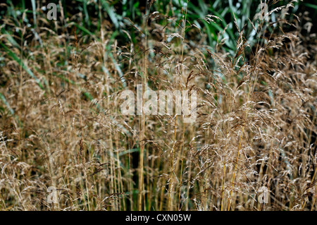 Deschampsia Cespitosa Goldtau hohe Gräser Gräser Zierpflanze Porträts, die orange braune Laub im Herbst herbstliche Herbstlaub Stockfoto