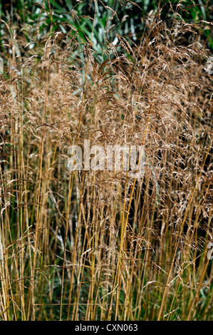 Deschampsia Cespitosa Goldtau hohe Gräser Gräser Zierpflanze Porträts, die orange braune Laub im Herbst herbstliche Herbstlaub Stockfoto