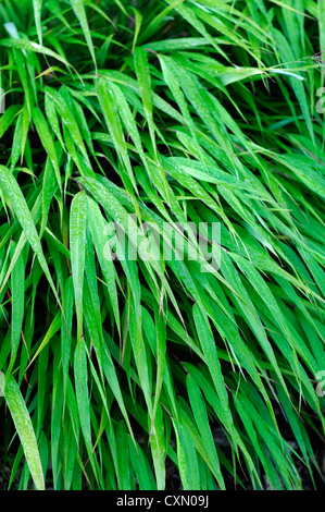 Hakonechloa Macra japanischen Wald Rasen Gräser Laub Blätter Ziergräser Pflanze Porträts Stauden mehrjährige Stockfoto