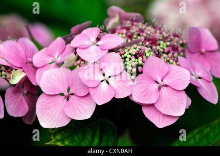 Hydrangea Macrophylla rosa lila Blumen Blume Blüte Blüte sommergrüne Sträucher Strauch Busch Blütenköpfe Stockfoto