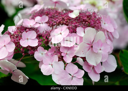 Hortensie Macrophylla la Lorraine rosa weiße Blüten Blume Blüte Blüte sommergrüne Sträucher Strauch Busch Blütenköpfchen Kopf Stockfoto