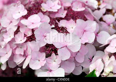 Hortensie Macrophylla la Lorraine rosa weiße Blüten Blume Blüte Blüte sommergrüne Sträucher Strauch Busch Blütenköpfchen Kopf Stockfoto