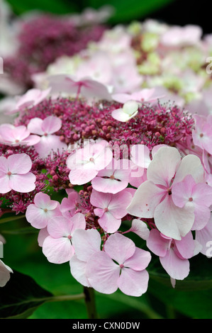 Hortensie Macrophylla la Lorraine rosa weiße Blüten Blume Blüte Blüte sommergrüne Sträucher Strauch Busch Blütenköpfchen Kopf Stockfoto