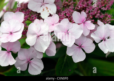 Hortensie Macrophylla la Lorraine rosa weiße Blüten Blume Blüte Blüte sommergrüne Sträucher Strauch Busch Blütenköpfchen Kopf Stockfoto