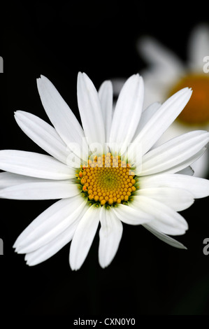 Leucanthemum x superbum Snowcap Shasta Daisy Gänseblümchen Stauden weiß Blüten Blütenblätter gelb Zentren Pflanzenportraits Stockfoto