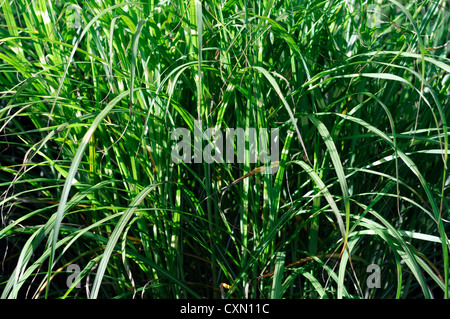 Miscanthus Sinensis Pünktchen Little Dot japanischen Silber Rasen Gräser verlässt Laub Zier Stockfoto