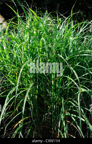 Miscanthus Sinensis Pünktchen Little Dot japanischen Silber Rasen Gräser verlässt Laub Zier Stockfoto