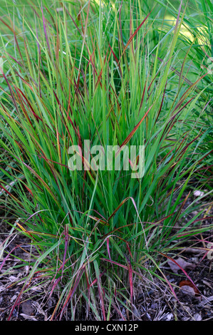 Panicum Virgatum Rotstrahlbusch grüne Blätter Laub Ziergräser Rasen Stockfoto