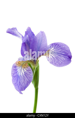 Iris Blume isoliert auf weißem Hintergrund Stockfoto