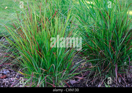 Panicum Virgatum Rotstrahlbusch grüne Blätter Laub Ziergräser Rasen Stockfoto