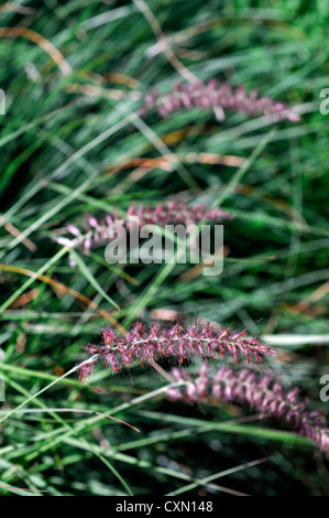 Lampenputzergras Orientale Karley rose rosa flauschigen Stauden Ziergräser Pflanzen Porträts Seedheads Samenköpfe Stockfoto