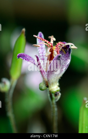 Tricyrtis Formosana Var Glandulosa Kröte Lilie Stauden lila gesprenkelte Blumen Blüte Blüten Kröte Lilien einen einzigen closeup Stockfoto