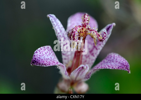 Tricyrtis Formosana Var Glandulosa Kröte Lilie Stauden lila gesprenkelte Blumen Blüte Blüten Kröte Lilien einen einzigen closeup Stockfoto