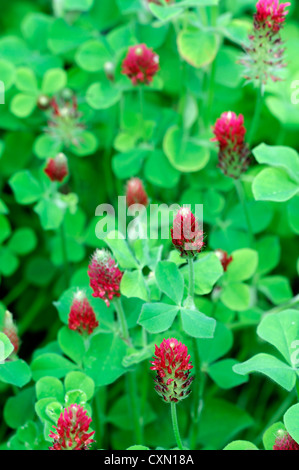 Trifolium Pratense Rotklee Blumen Blüte Masse Massen Gründüngung natürlichen Bodenverbesserung Stockfoto