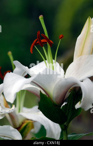 Trompete Aurelian hybride afrikanische Königin Blume Blüte Lilie weiß mit Blick nach oben geöffnete Blüten Stockfoto