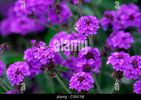 Verbena Venosa AGM Verbene Rigida lila Blume Blumen mehrjährig Stockfoto