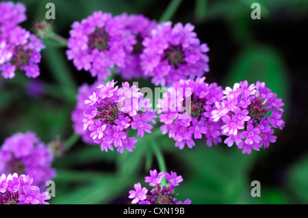 Verbena Venosa AGM Verbene Rigida lila Blume Blumen mehrjährig Stockfoto