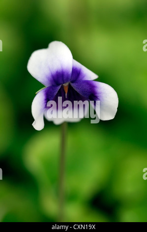 Viola Hederacea weiß lila Blumen mehrjährige Veilchen Viola dichten Bodendecker Stockfoto