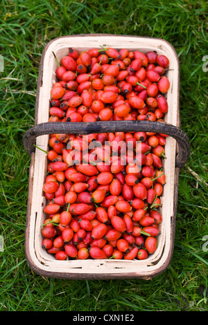 Rosa Canina. Hund Hagebutten in einem hölzernen Trug. Stockfoto