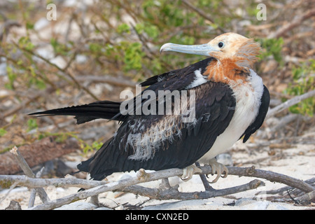 Weibliche herrliche Fregatte Vogel sitzend Stockfoto