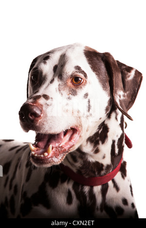 Hund - Dalmatiner Stockfoto