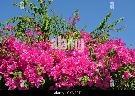 Bougainvillea Busch in Oia, Santorini, Cyclades, Süd Ägäis, Griechenland Stockfoto