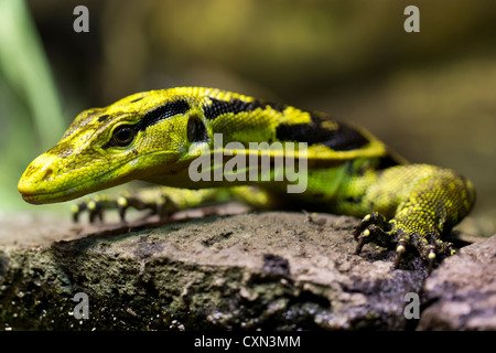 Unter der Leitung von gelb-Wasser-Monitor (Varanus Cumingi), oder der philippinischen Wasser Waran. Stockfoto