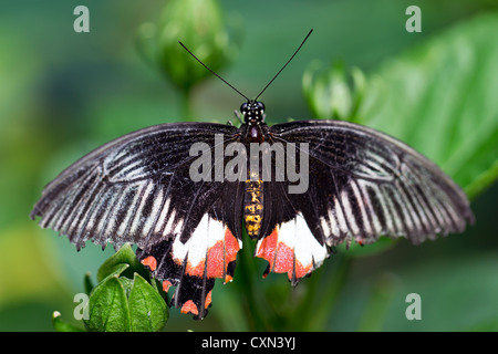 Gemeinsamen Mormone (Papilio Polytes) Schwalbenschwanz Schmetterling. Stockfoto