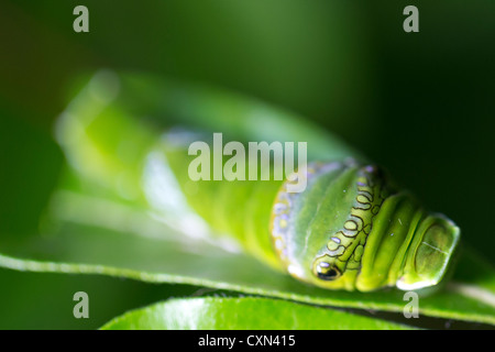 Gemeinsamen Mormone (Papilio Polytes) Schwalbenschwanz Schmetterlingslarven Stockfoto