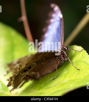 Wald Riesen Eule Schmetterling (Caligo Eurilochus), Schmetterling. Stockfoto