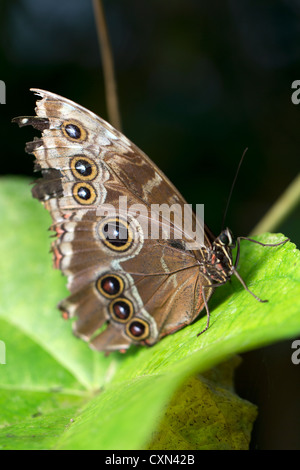 Wald Riesen Eule Schmetterling (Caligo Eurilochus), Schmetterling. Stockfoto