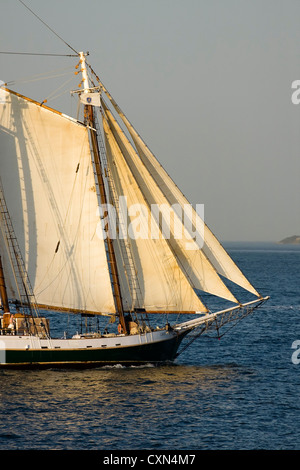 Die "Liberty Clipper" Segeln bei Sonnenuntergang im Hafen von Boston, Boston, Massachusetts. Stockfoto