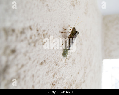 Stinken bug (Pentatomidae: Edessinae: Edessini: Edessa sp.), lokal bekannt als percevejo-maria-fedida, brüten Eier auf Wand, Sao Paulo, Brasilien Stockfoto