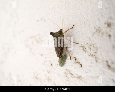 Stinken bug (Pentatomidae: Edessinae: Edessini: Edessa sp.), lokal bekannt als percevejo-maria-fedida, brüten Eier auf Wand, Sao Paulo, Brasilien Stockfoto