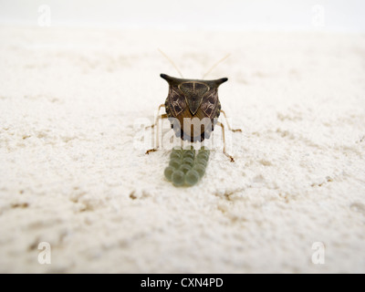 Stinken bug (Pentatomidae: Edessinae: Edessini: Edessa sp.), lokal bekannt als percevejo-maria-fedida, brüten Eier auf Wand, Sao Paulo, Brasilien Stockfoto