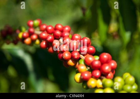 Kona Kaffee ist einer der teuersten Kaffees der Welt. Insgesamt gibt es 800 Kona Kaffee-Farmen. Stockfoto